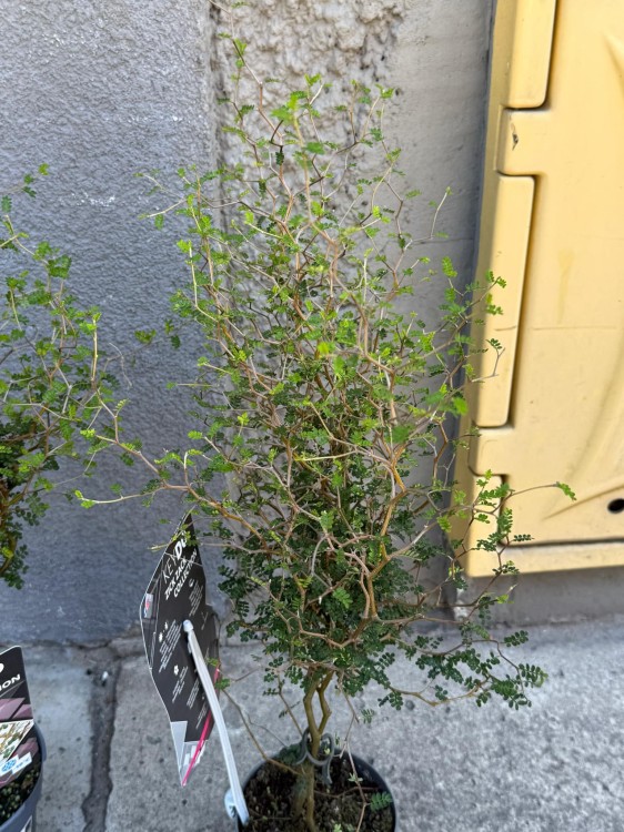 Sophora prostrata 'Little Baby Perełkowiec drobnolistny (1).jpeg