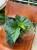 begonia corallina DØ12cm drzewiasta (2).jpeg