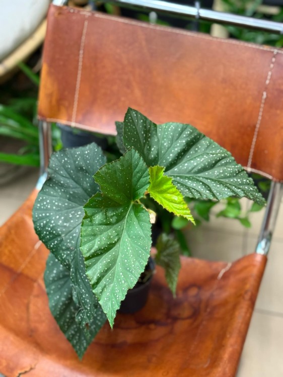 begonia corallina DØ12cm drzewiasta (2).jpeg