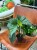 begonia corallina DØ12cm drzewiasta (3).jpeg