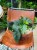 begonia corallina DØ12cm drzewiasta (1).jpeg