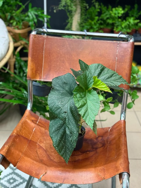 begonia corallina DØ12cm drzewiasta (1).jpeg