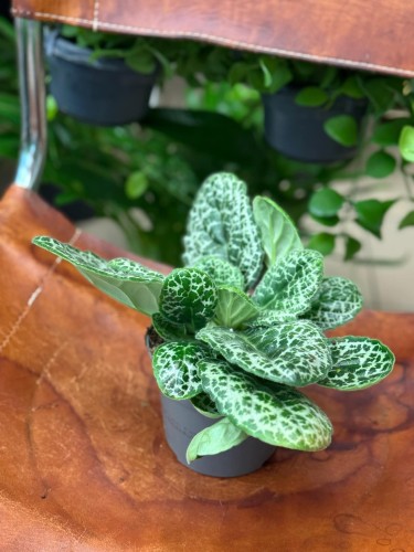 Streptocarpus 'Pretty Turtle' skrętnik (3).jpeg