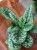 Streptocarpus 'Pretty Turtle' skrętnik (4).jpeg