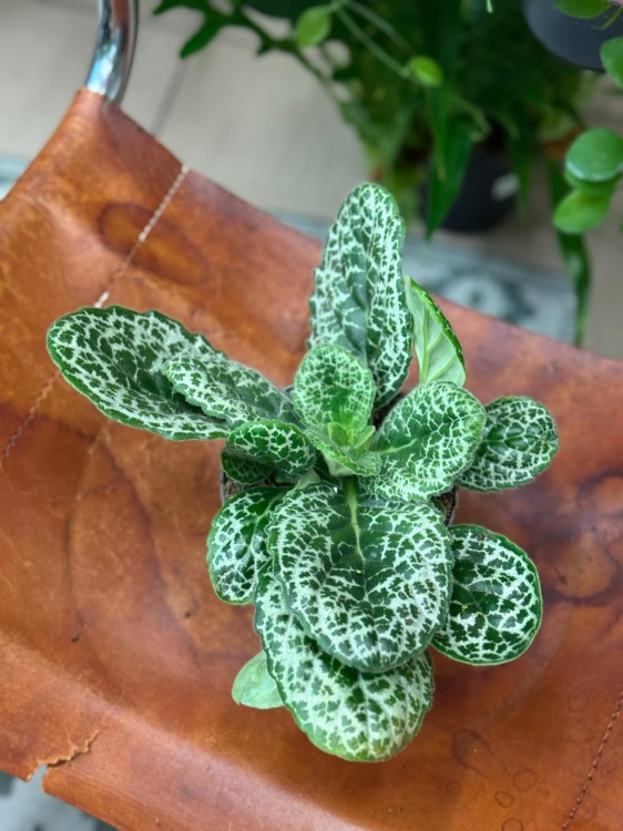 Streptocarpus 'Pretty Turtle' skrętnik (5).jpeg