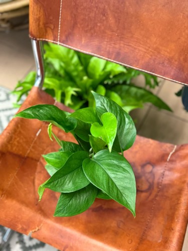epipremnum Jade D (2).jpeg