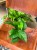 epipremnum Jade D (2).jpeg