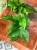 epipremnum Jade D (3).jpeg