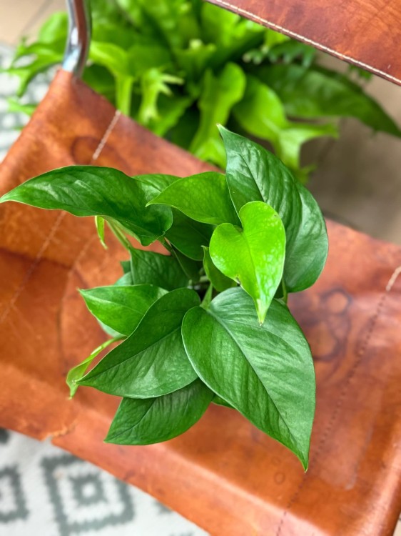epipremnum Jade D (3).jpeg