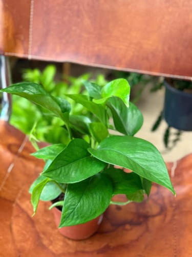 epipremnum Jade D (1).jpeg