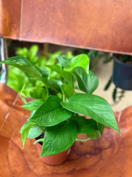 epipremnum Jade D (1).jpeg