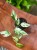 Epipremnum Pinnatum Marble Variegata (2).jpeg