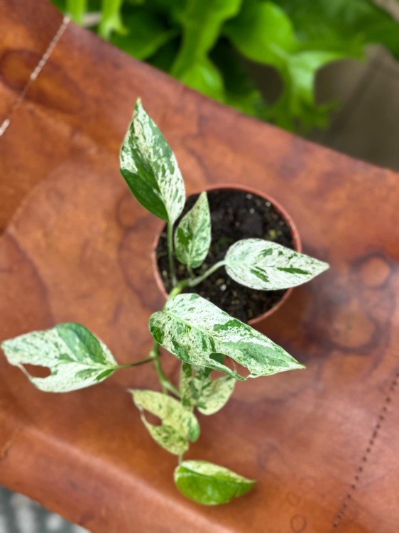 Epipremnum Pinnatum Marble Variegata (2).jpeg