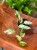 Epipremnum Pinnatum Marble Variegata (3).jpeg