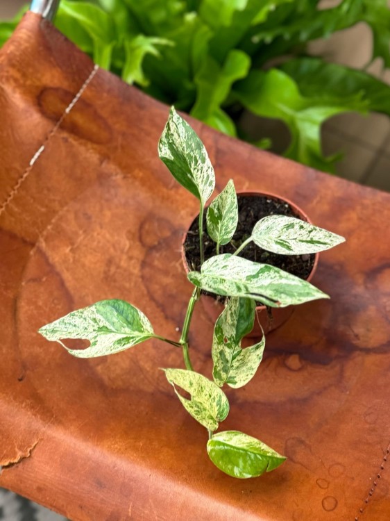 Epipremnum Pinnatum Marble Variegata (3).jpeg