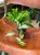 Epipremnum Pinnatum Marble Variegata (1).jpeg