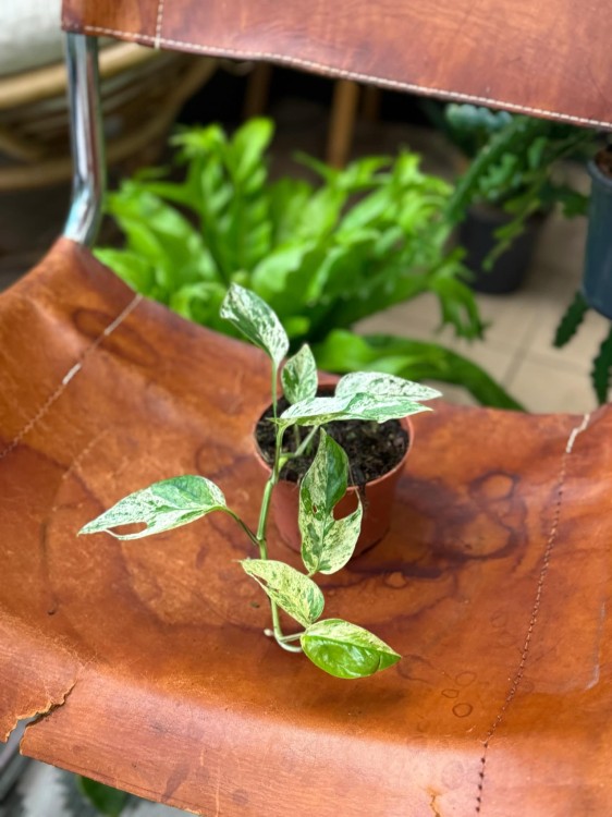 Epipremnum Pinnatum Marble Variegata (1).jpeg