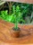 Euphorbia Lactea Variegata (2).jpeg