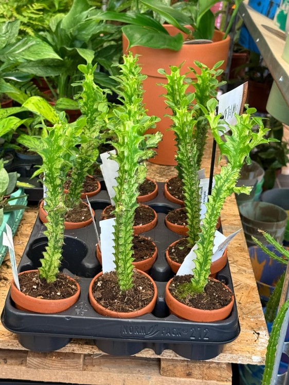 Euphorbia Lactea Variegata (3).jpeg