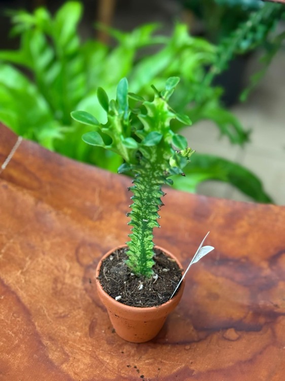 Euphorbia Lactea Variegata (5).jpeg