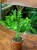 Euphorbia Lactea Variegata (1).jpeg