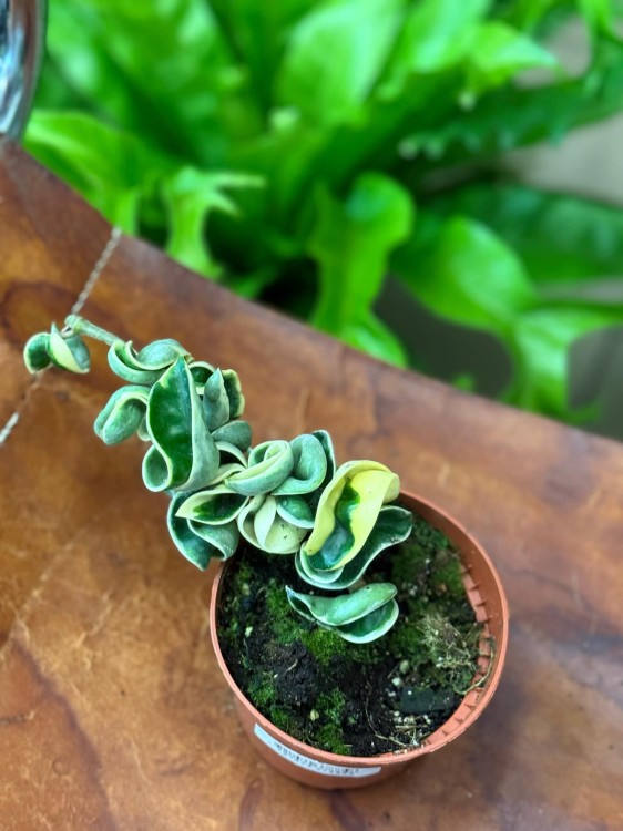 Hoya Compacta Variegata (2).jpeg