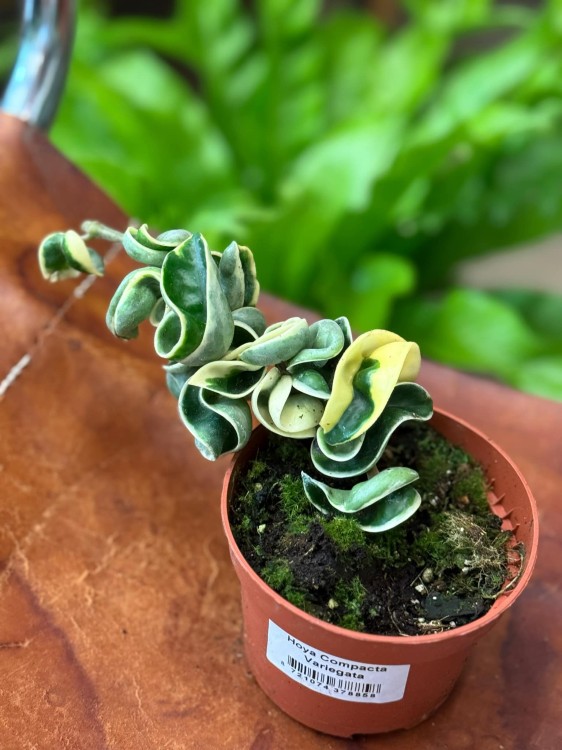 Hoya Compacta Variegata (3).jpeg