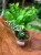 Hoya Compacta Variegata (1).jpeg