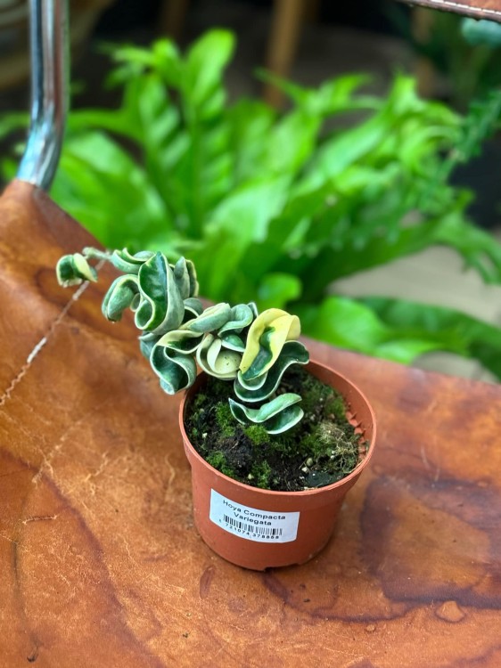 Hoya Compacta Variegata (1).jpeg