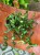 hoya rotundiflora hoja (3).jpeg