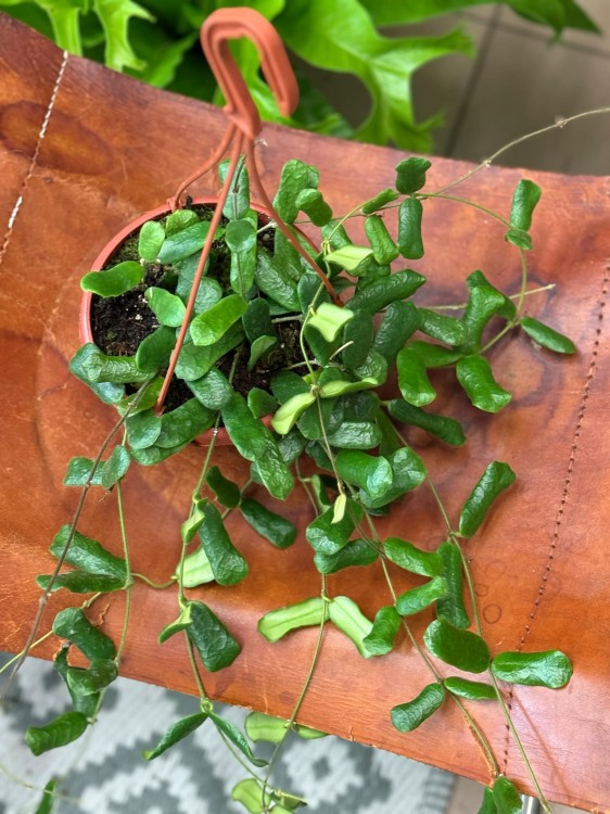 hoya rotundiflora hoja (3).jpeg