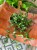 hoya rotundiflora hoja (4).jpeg