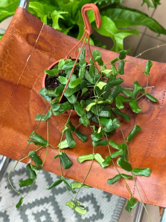 hoya rotundiflora hoja (4).jpeg