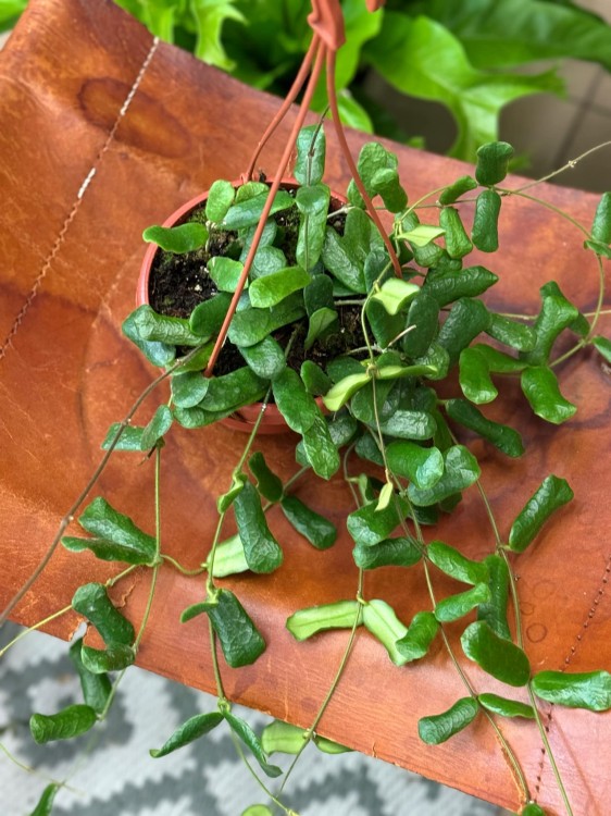 hoya rotundiflora hoja (1).jpeg