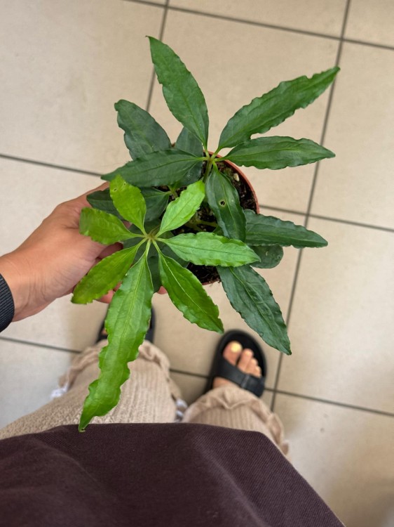 Anthurium Polyschistum.jpeg