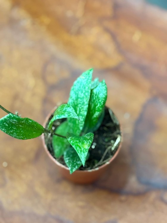 Hoya Nabawanensis Splash (3).jpeg