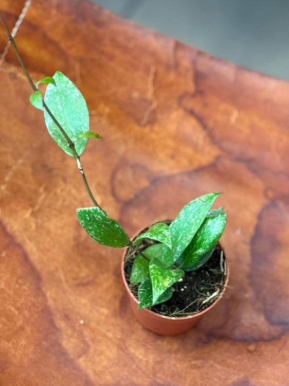 Hoya Nabawanensis Splash (1).jpeg