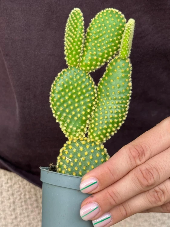 Opuntia microdasys 'Yellow'  (2).jpeg