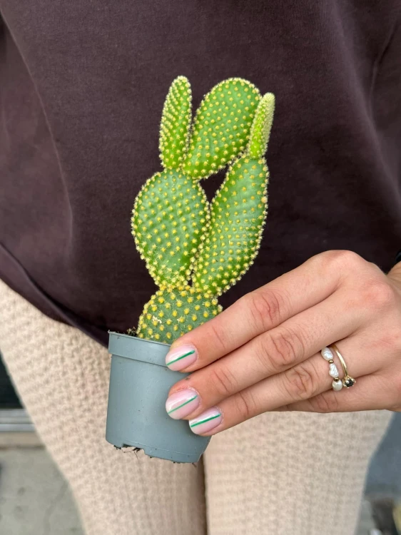 Opuntia microdasys 'Yellow'  (1).jpeg