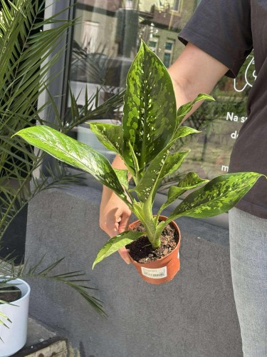 dieffenbachia seguine crocodile (2).jpeg