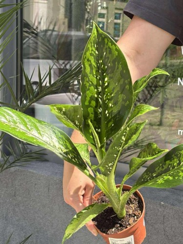 dieffenbachia seguine crocodile (1).jpeg