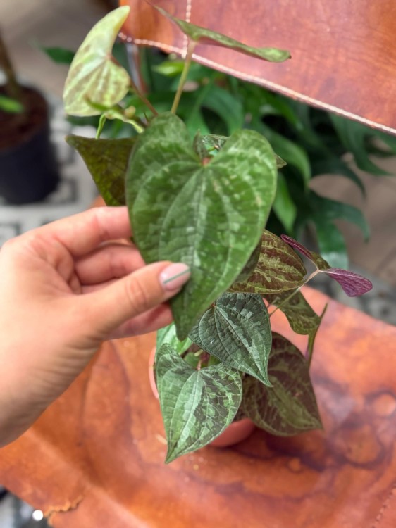 Dioscorea Discolor (2).jpeg