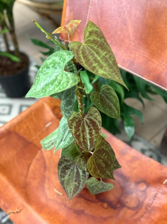 Dioscorea Discolor (3).jpeg