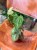 Dioscorea Discolor (4).jpeg