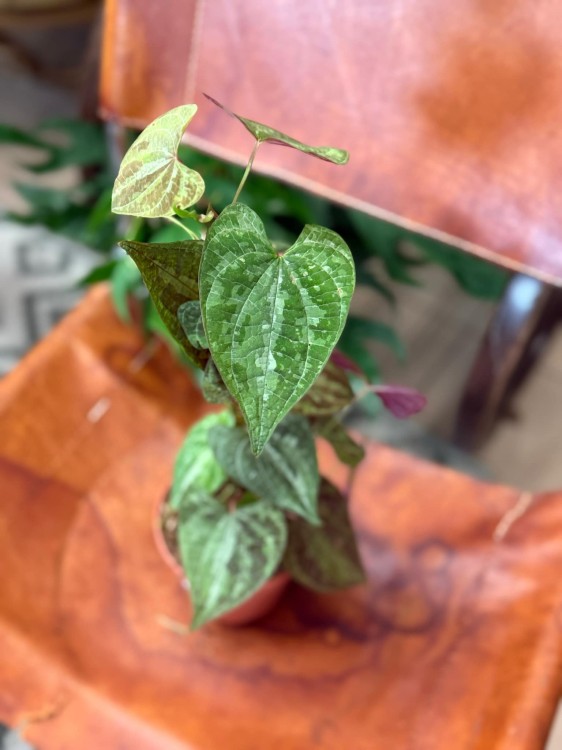 Dioscorea Discolor (4).jpeg