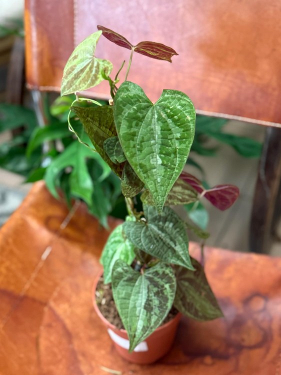 Dioscorea Discolor (6).jpeg