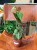 Dioscorea Discolor (7).jpeg