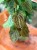 Dioscorea Discolor (1).jpeg
