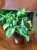 Syngonium podophyllum 'Three Kings' (2).jpeg