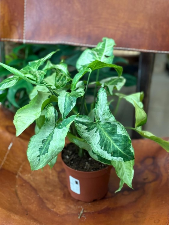 Syngonium podophyllum 'Three Kings' (2).jpeg